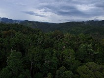 Rain forest from Sky rail Kulandra I